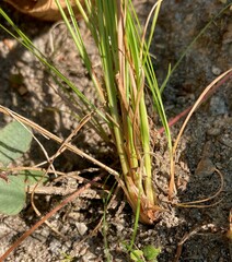 Juncus tenuis