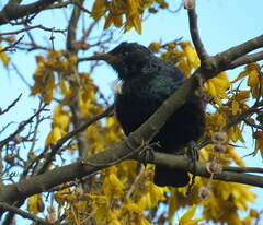 Prosthemadera novaeseelandiae novaeseelandiae