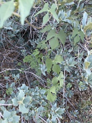 Ipomoea cristulata