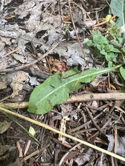 Cichorieae