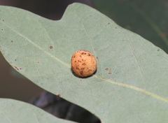 Acraspis pezomachoides