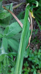 Ophiomyia kwansonis