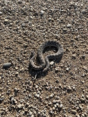 Sistrurus tergeminus