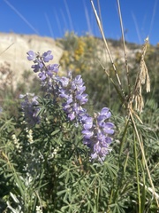 Lupinus argenteus