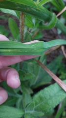 Ophiomyia kwansonis