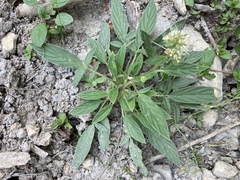 Phacelia leptosepala