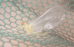 Ephemerella dorothea
