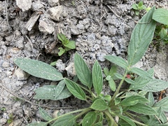 Phacelia leptosepala