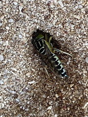 Stictia signata