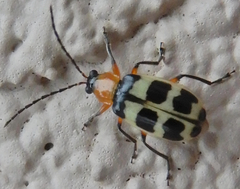 Paranapiacaba tricincta