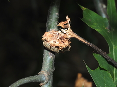 Callirhytis quercuscornigera