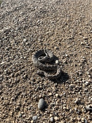 Sistrurus tergeminus