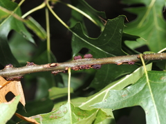 Kokkocynips difficilis