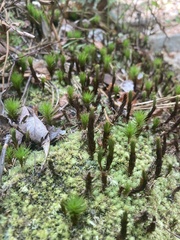 Polytrichum commune
