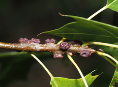 Kokkocynips difficilis