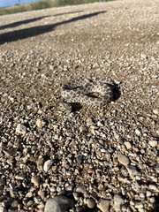 Sistrurus tergeminus