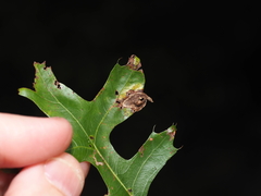 Dryocosmus quercusnotha