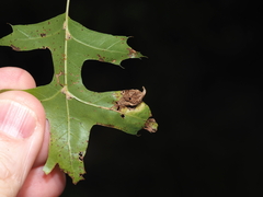 Dryocosmus quercusnotha