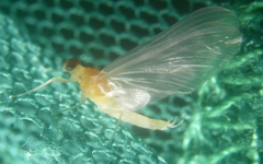 Ephemerella dorothea