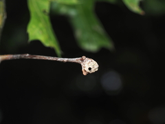 Dryocosmus quercuspalustris