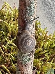 Triodopsis hopetonensis