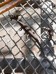 Plestiodon fasciatus