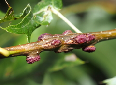 Kokkocynips difficilis