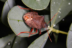 Picromerus bidens