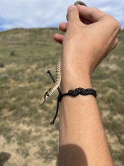 Masticophis flagellum testaceus