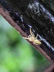 Hentzia mitrata
