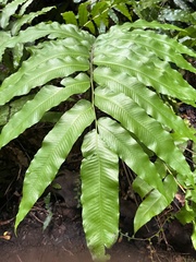 Meniscium reticulatum