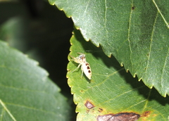 Hentzia mitrata
