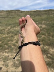 Masticophis flagellum testaceus