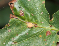 Philonix fulvicollis