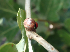 Disholcaspis perniciosa