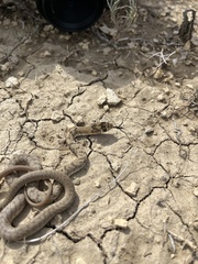 Masticophis flagellum testaceus
