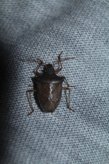 Berecynthus