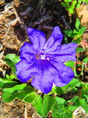 Ruellia lactea