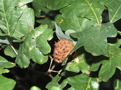 Callirhytis seminator