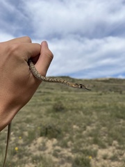 Masticophis flagellum testaceus
