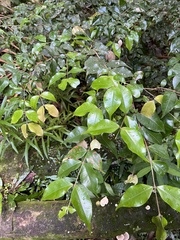 Myrcia