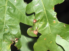 Callirhytis quercusfutilis