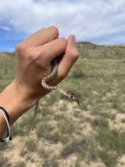 Masticophis flagellum testaceus