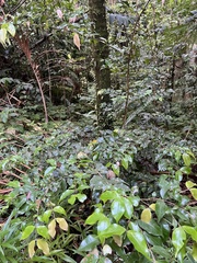 Myrcia