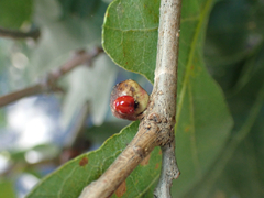 Disholcaspis perniciosa