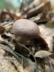 Lactifluus