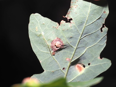Callirhytis quercusfutilis