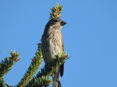 Haemorhous purpureus