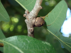 Disholcaspis perniciosa