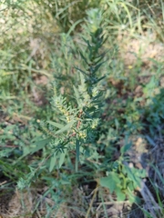 Bassia scoparia